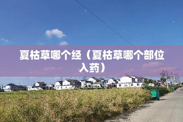 夏枯草哪个经（夏枯草哪个部位入药）
