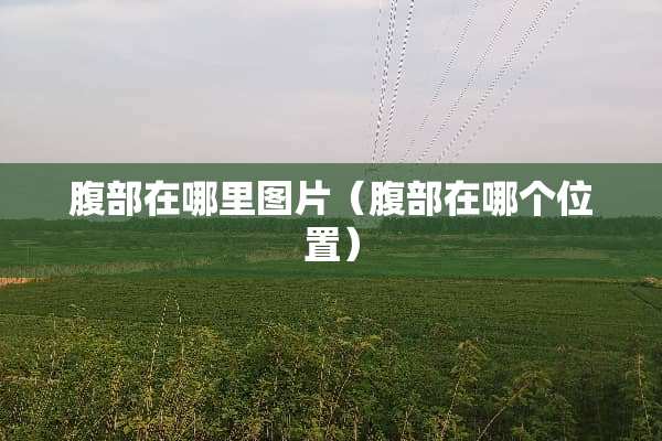 腹部在哪里图片（腹部在哪个位置）