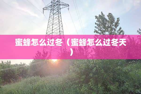 蜜蜂怎么过冬（蜜蜂怎么过冬天）