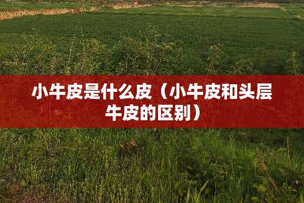 小牛皮是什么皮（小牛皮和头层牛皮的区别）