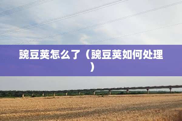 豌豆荚怎么了（豌豆荚如何处理）