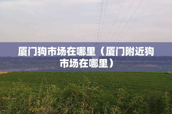厦门狗市场在哪里（厦门附近狗市场在哪里）