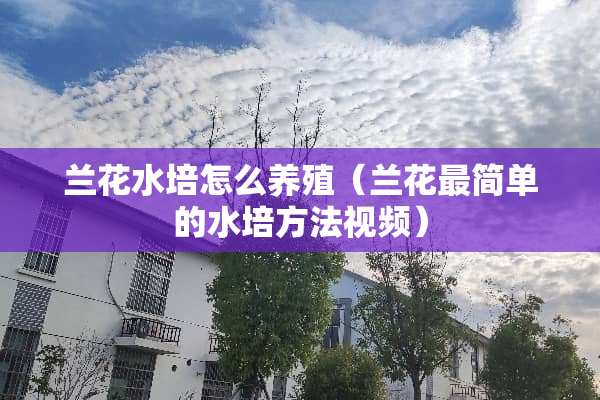 兰花水培怎么养殖（兰花最简单的水培方法视频）