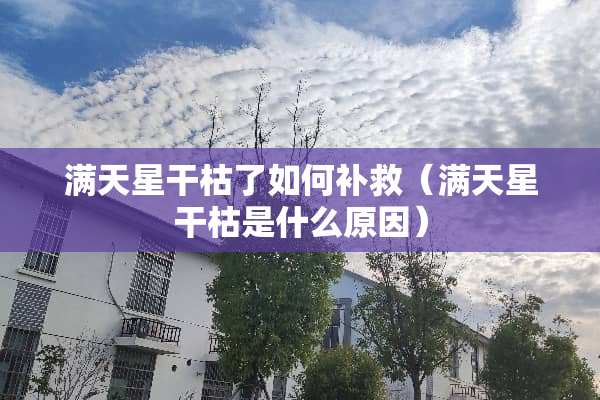 满天星干枯了如何补救（满天星干枯是什么原因）
