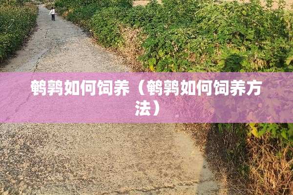 鹌鹑如何饲养（鹌鹑如何饲养方法）