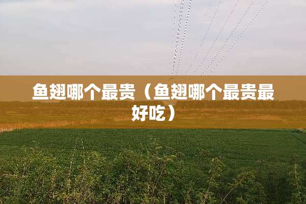 鱼翅哪个最贵（鱼翅哪个最贵最好吃）