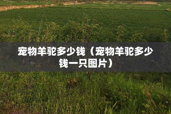 宠物羊驼多少钱（宠物羊驼多少钱一只图片）