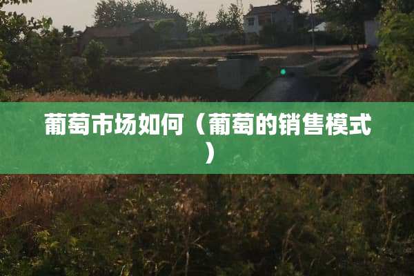 葡萄市场如何（葡萄的销售模式）