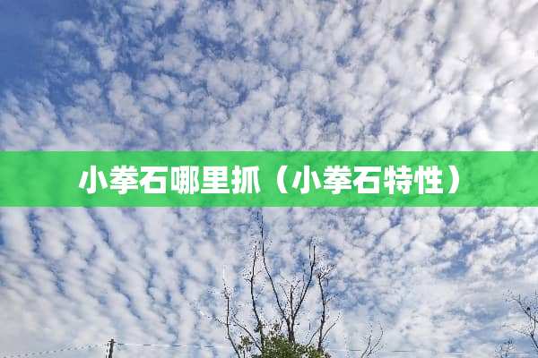 小拳石哪里抓（小拳石特性）
