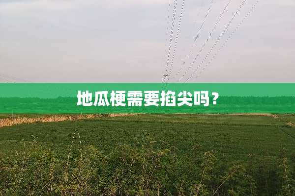 地瓜梗需要掐尖吗？