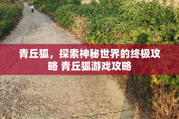 青丘狐，探索神秘世界的终极攻略 青丘狐游戏攻略