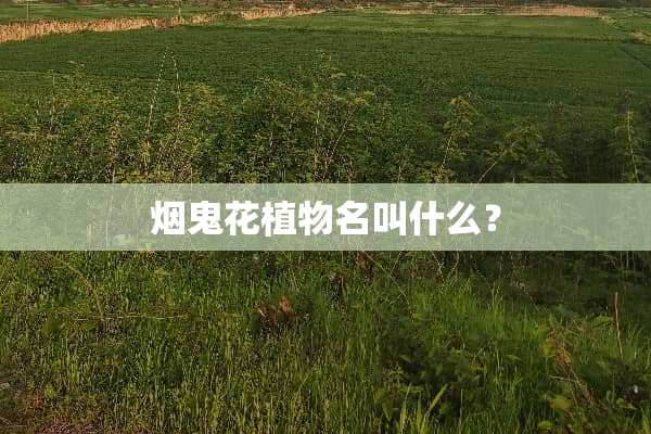 烟鬼花植物名叫什么？