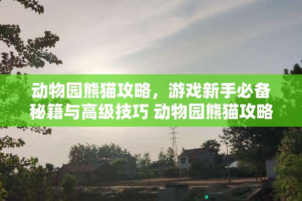 动物园熊猫攻略，游戏新手必备秘籍与高级技巧 动物园熊猫攻略游戏