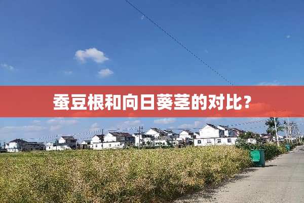 蚕豆根和向日葵茎的对比？