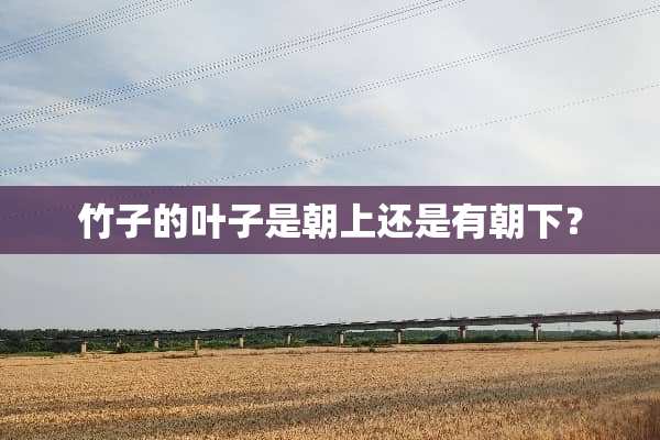 竹子的叶子是朝上还是有朝下？