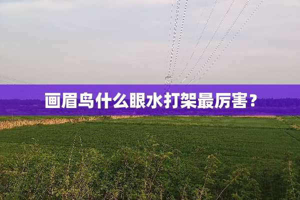 画眉鸟什么眼水打架最厉害？