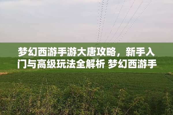 梦幻西游手游大唐攻略，新手入门与高级玩法全解析 梦幻西游手游大唐攻略