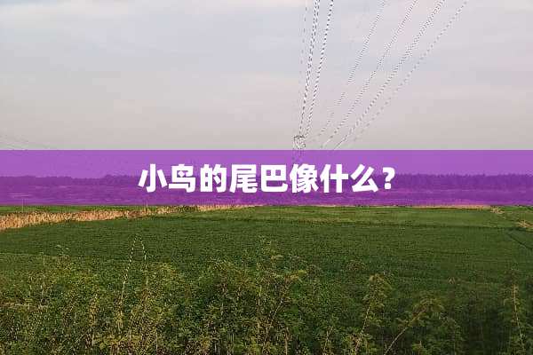 小鸟的尾巴像什么？