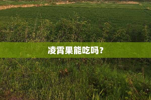 凌霄果能吃吗？