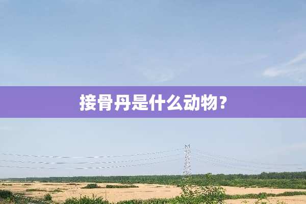 接骨丹是什么动物？