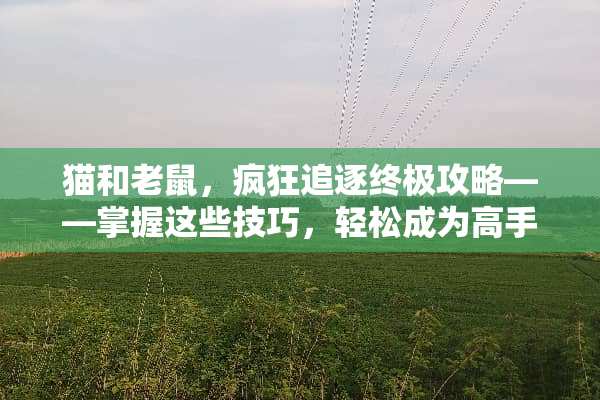 猫和老鼠，疯狂追逐终极攻略——掌握这些技巧，轻松成为高手！ 猫和老鼠小游戏攻略