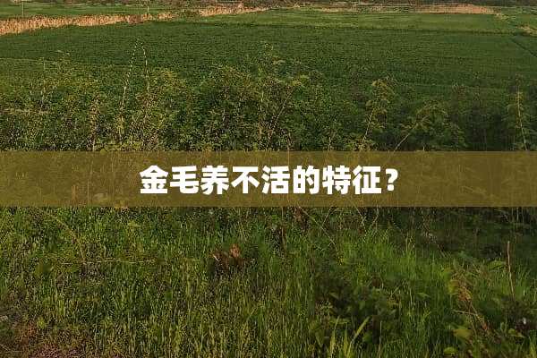 金毛养不活的特征？