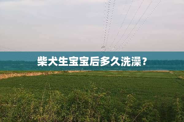 柴犬生宝宝后多久洗澡？