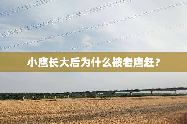 小鹰长大后为什么被老鹰赶？