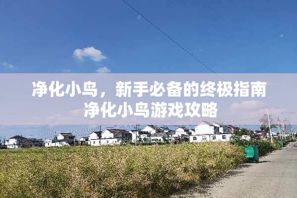 净化小鸟，新手必备的终极指南 净化小鸟游戏攻略