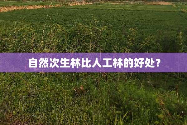 自然次生林比人工林的好处？