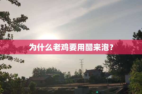 为什么老鸡要用醋来泡？