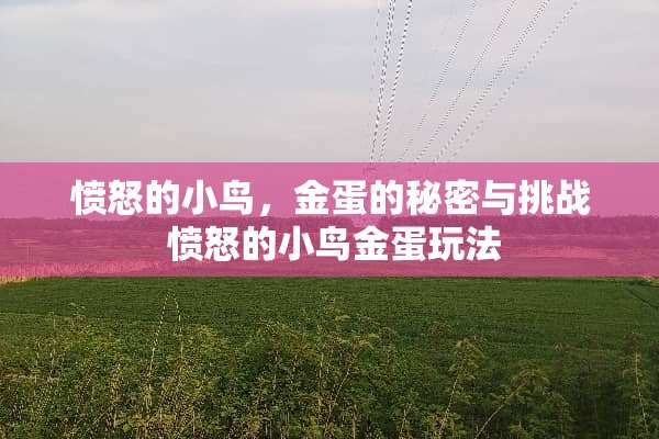 愤怒的小鸟，金蛋的秘密与挑战 愤怒的小鸟金蛋玩法