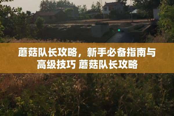 蘑菇队长攻略，新手必备指南与高级技巧 蘑菇队长攻略
