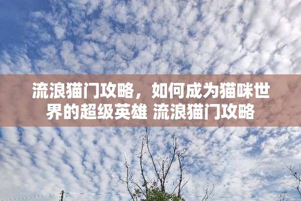 流浪猫门攻略，如何成为猫咪世界的超级英雄 流浪猫门攻略