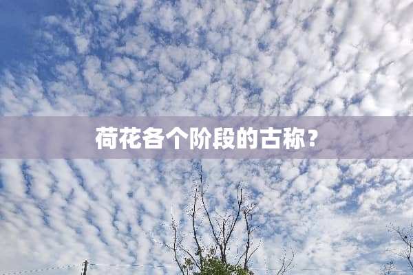 荷花各个阶段的古称？