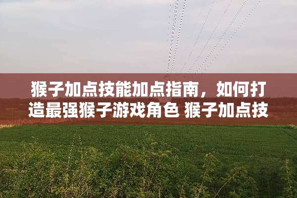猴子加点技能加点指南，如何打造最强猴子游戏角色 猴子加点技能加点