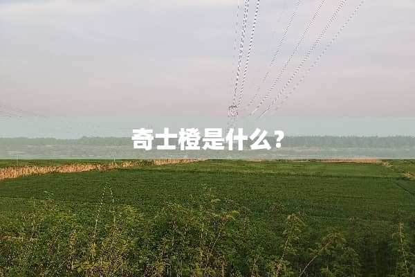 奇士橙是什么？