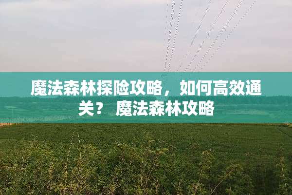 魔法森林探险攻略，如何高效通关？ 魔法森林攻略
