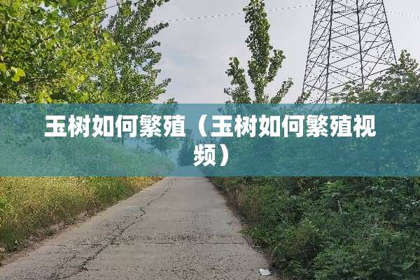 玉树如何繁殖（玉树如何繁殖视频）