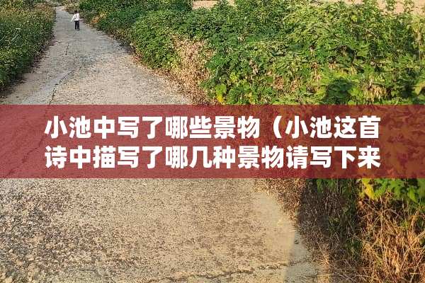 小池中写了哪些景物（小池这首诗中描写了哪几种景物请写下来）