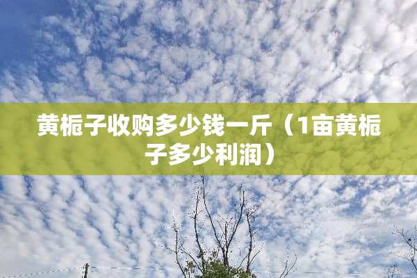 黄栀子收购多少钱一斤（1亩黄栀子多少利润）