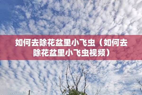 如何去除花盆里小飞虫（如何去除花盆里小飞虫视频）