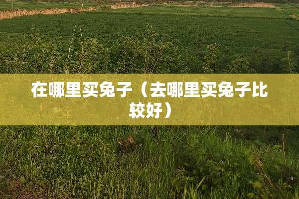 在哪里买兔子（去哪里买兔子比较好）