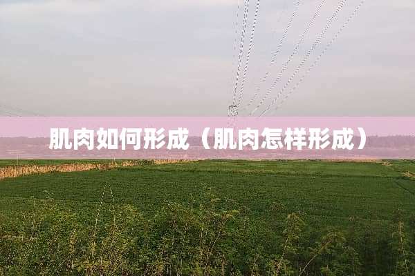 肌肉如何形成（肌肉怎样形成）