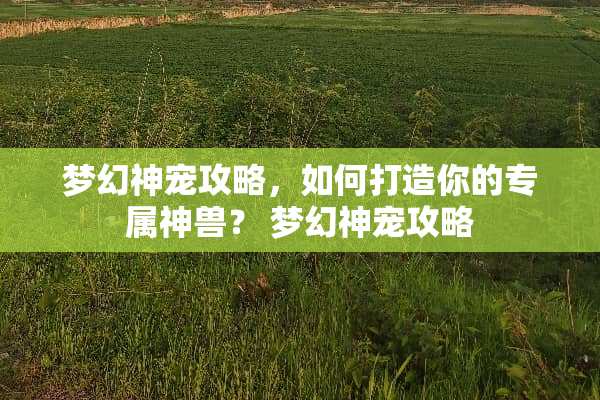 梦幻神宠攻略，如何打造你的专属神兽？ 梦幻神宠攻略