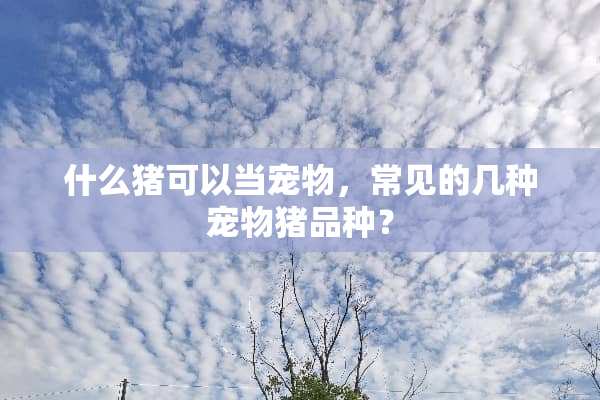 什么猪可以当宠物，常见的几种宠物猪品种？