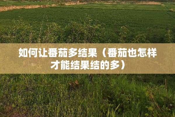 如何让番茄多结果（番茄也怎样才能结果结的多）