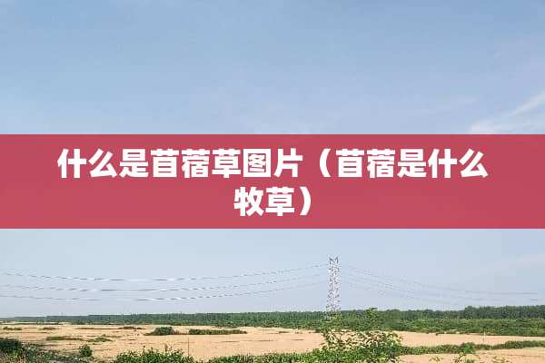 什么是苜蓿草图片（苜蓿是什么牧草）
