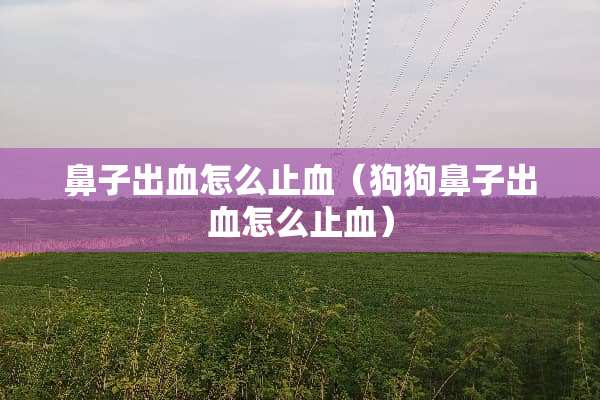 鼻子出血怎么止血（狗狗鼻子出血怎么止血）