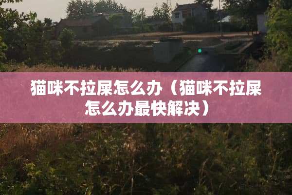猫咪不拉屎怎么办（猫咪不拉屎怎么办最快解决）